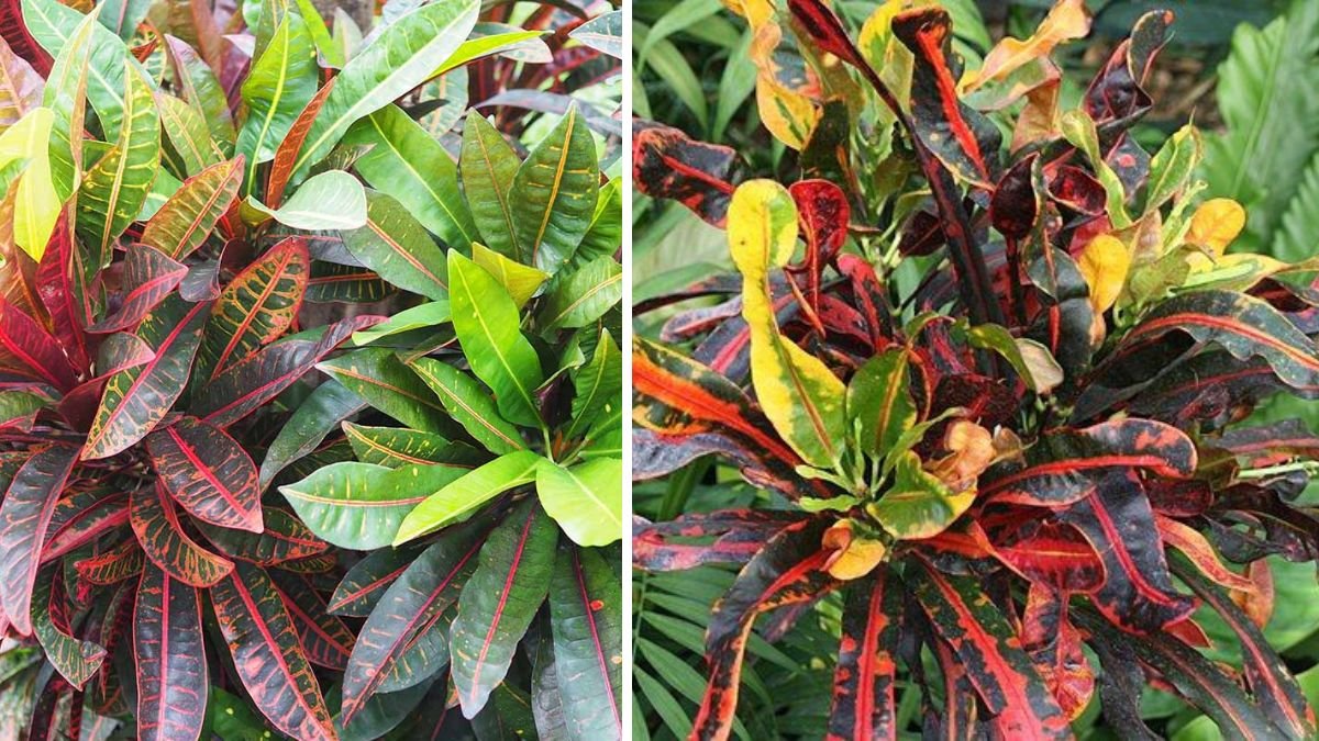 Mastering the Art of Croton Plant Multiplication Techniques You Can Use at Home