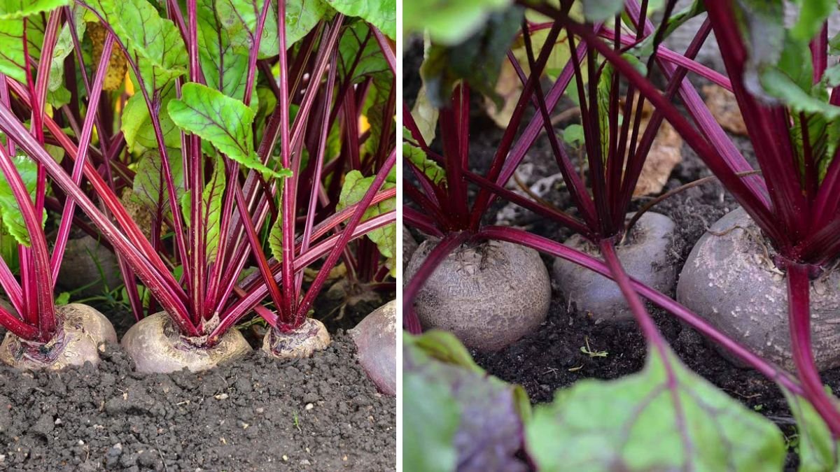 Easy Hacks to Cultivate Beet Tops at Home with Minimal Effort