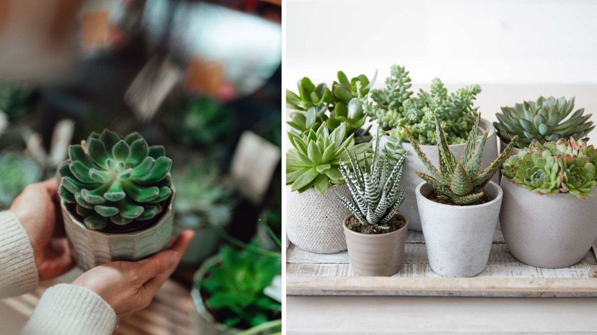 Simple Guide to Growing Beautiful Hanging Succulents Indoors with Minimal Effort