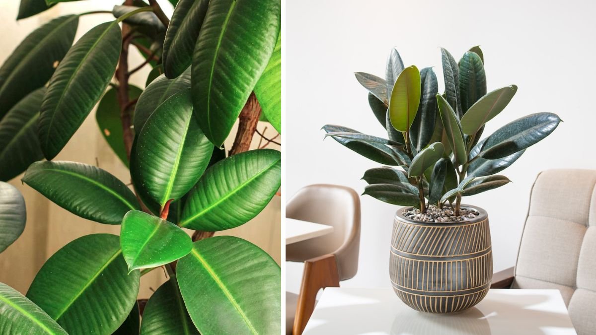 The Ultimate Guide to Rubber Plant Node Propagation for Thriving Houseplants