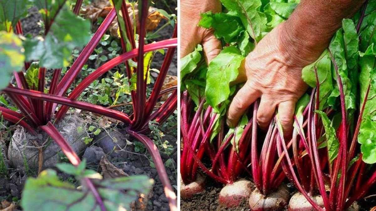 Discover the Secrets to Successfully Cultivating Beet Greens Without the Need for Roots in Your Home Garden