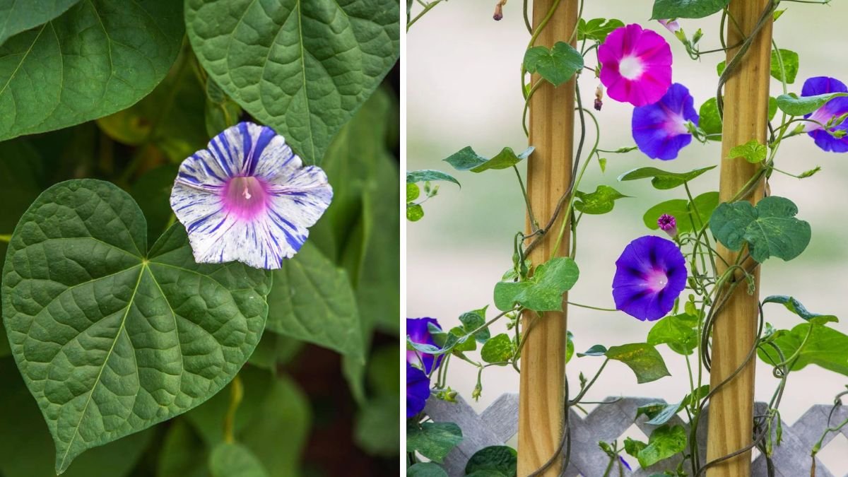 Easy Hack to Grow Morning Glory on Net Using Simple Techniques for Healthy Vines