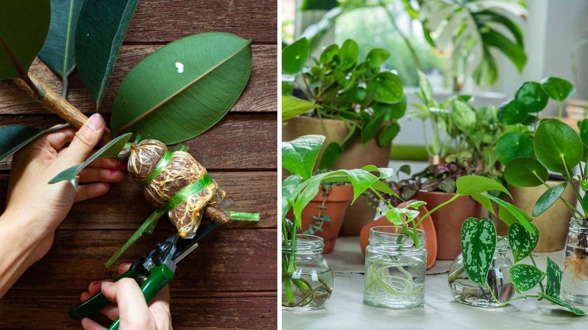 How to Successfully Propagate Root Ficus Branches in Water for Thriving Indoor Plants