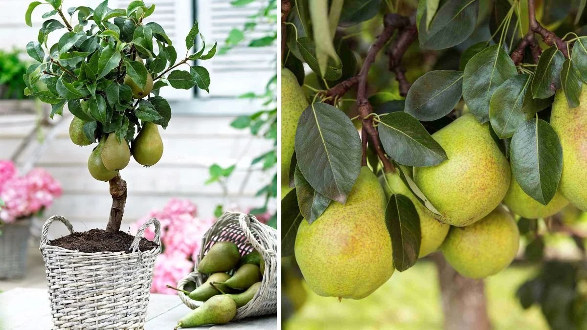 The Ultimate Guide to Creating the Perfect Soil Mix for Growing Pear Trees at Home