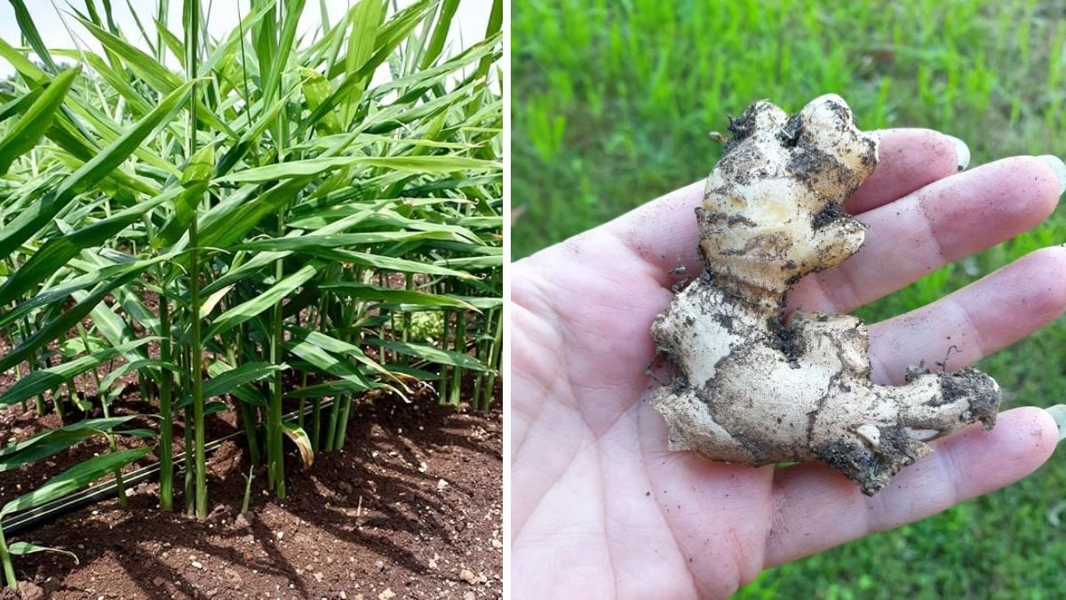Discover Effective Techniques for Growing Organic Ginger in Your Backyard Garden