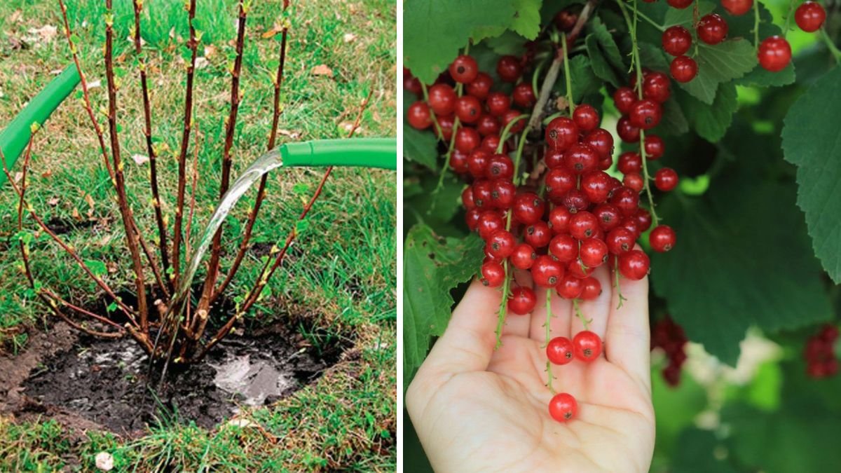 How to Successfully Grow Red Currant Bushes at Home for a Bountiful Harvest