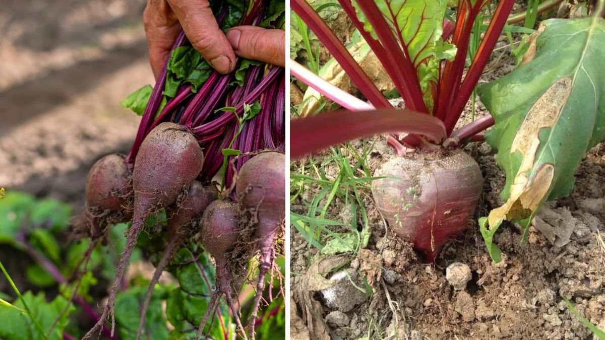 The Ultimate Guide to Growing Beet Leaves in Pots for Maximum Yield