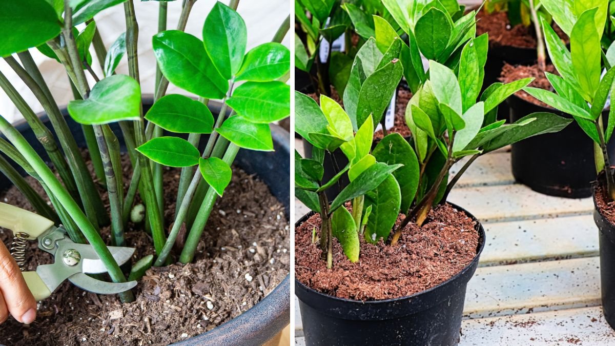 Step by Step Guide to Successfully Propagate ZZ Plant Using Leaf Cuttings