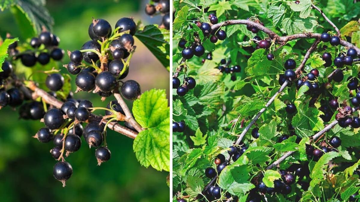 Comprehensive Guide to Cultivating Blackcurrants in Canada for Maximum Yield and Flavor