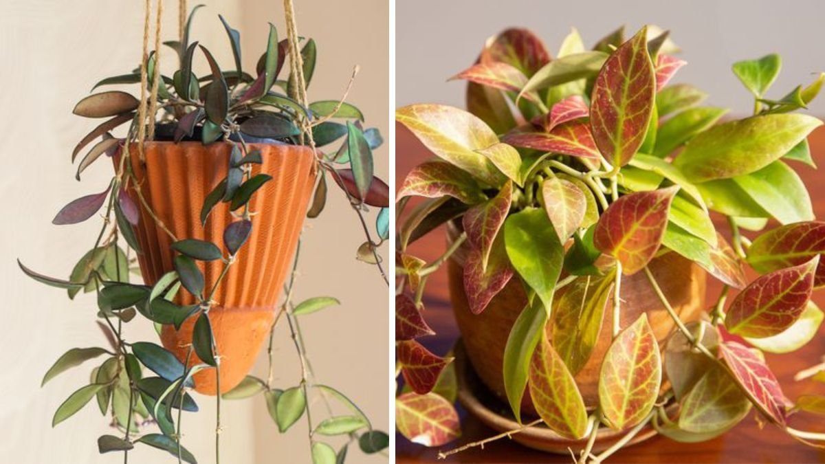 Ultimate Guide to Growing Hoya Rope Plants with Effective Rot Prevention Techniques