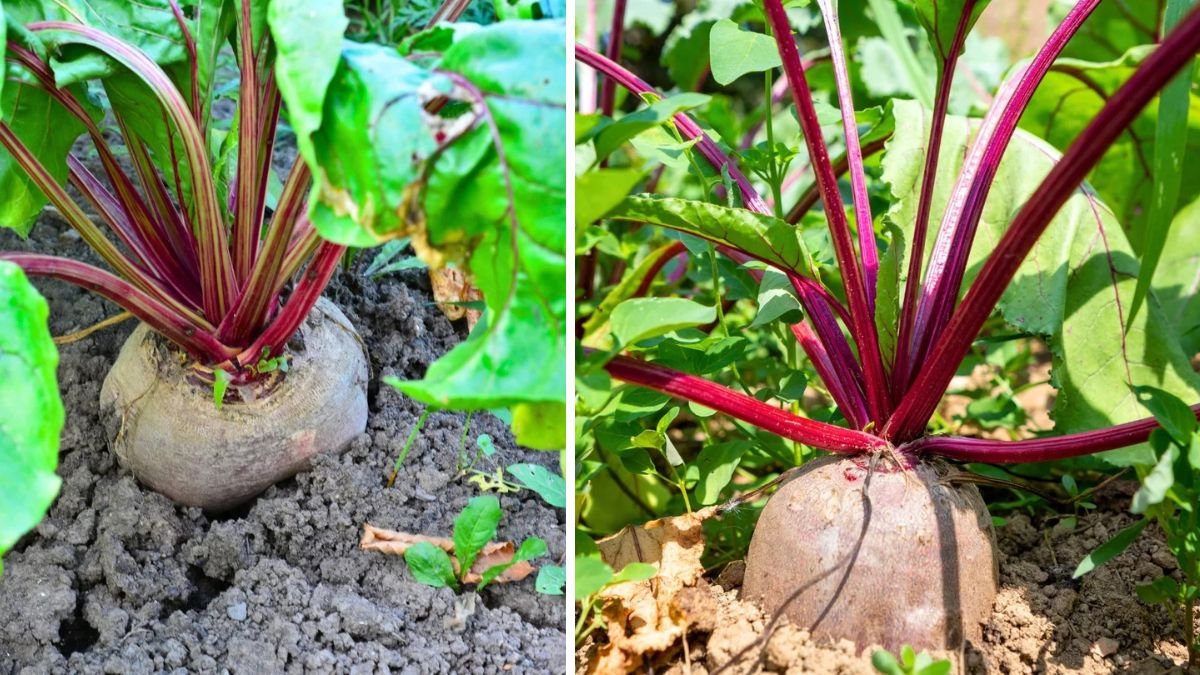 Discovering the Simple Techniques for Growing Beet Greens Indoors Year Round