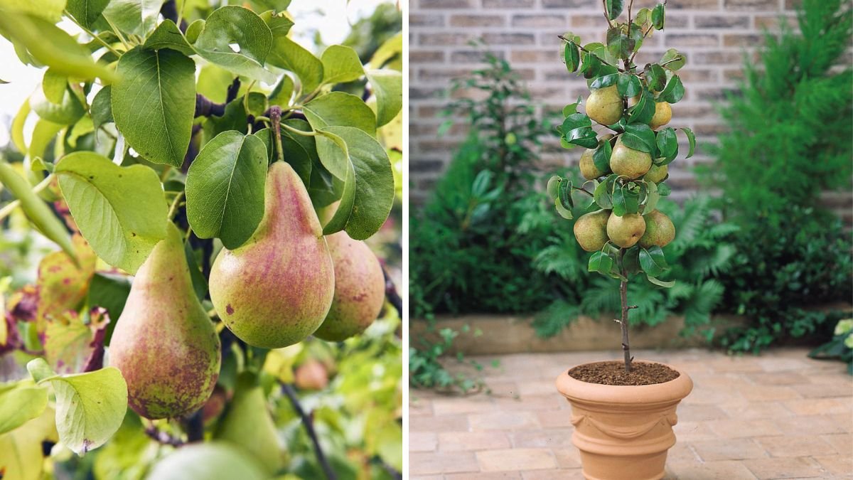 Comprehensive Guide to Successfully Growing Pear Trees Indoors for Beginners