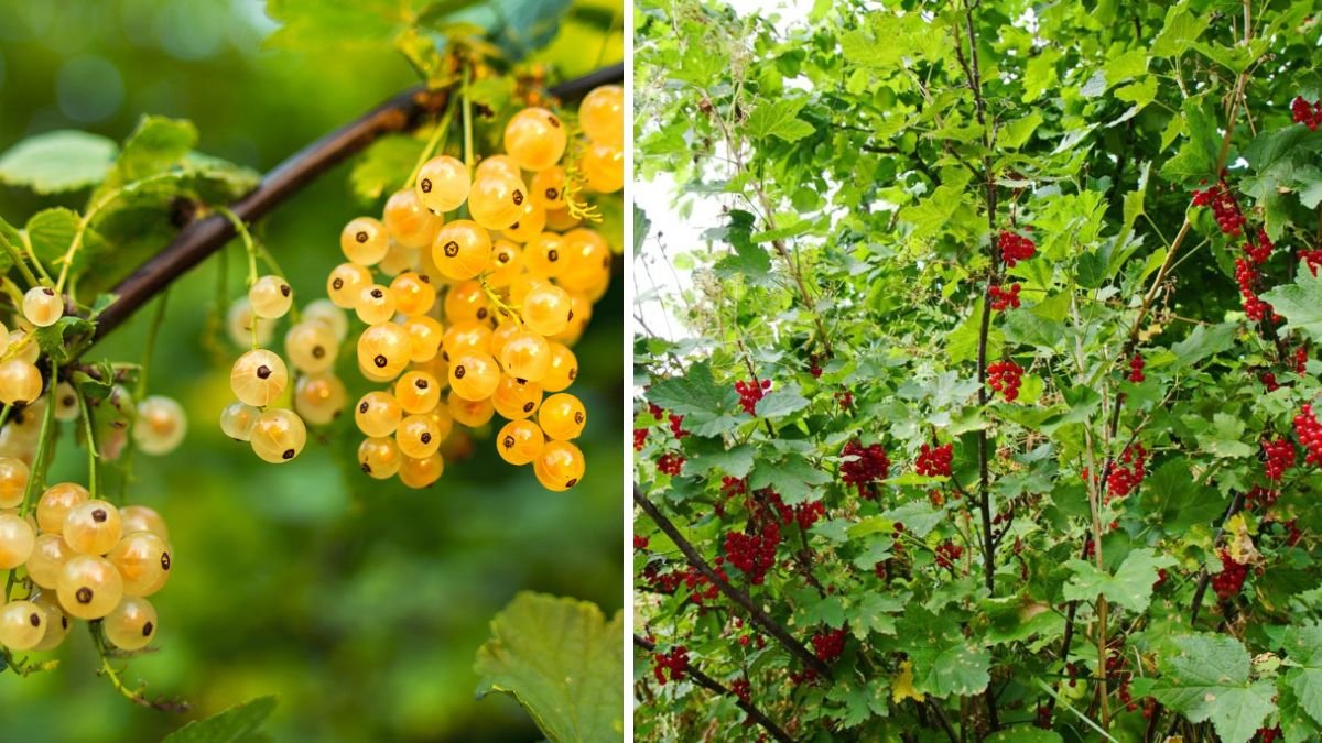 Practical Guide to Growing Currants in Cold Regions for Beginners