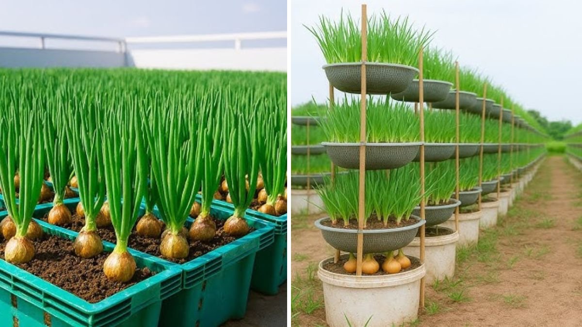 No Need to Buy Onions Anymore: Home Gardening Made Simple