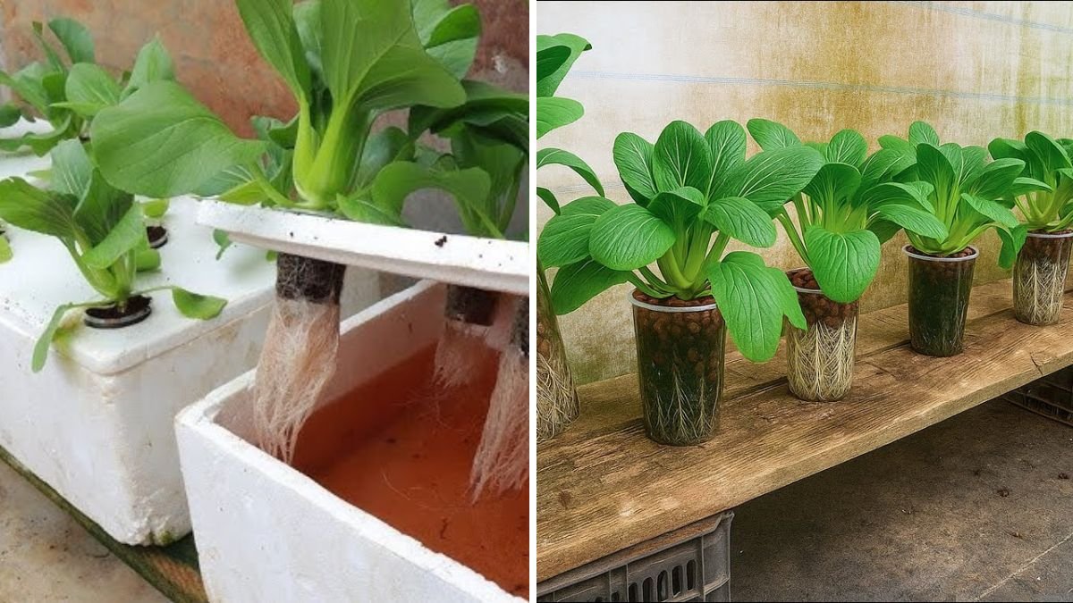 Unbelievable - How to grow a whole vegetable garden with tiny plastic cups