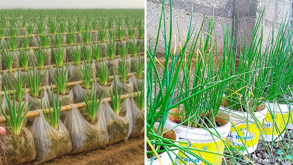 Don’t Throw Away Old Tires: Turn Them into Onion-Growing Powerhouses
