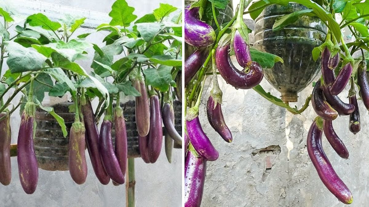 Plastic Bottle Drip Method: Boost Eggplant Production Easily