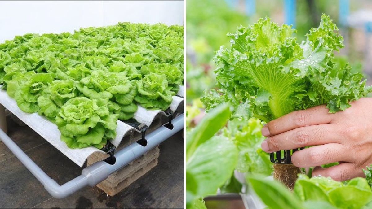 Big, Crispy, Sweet Leaves – Grow Lettuce Without Soil