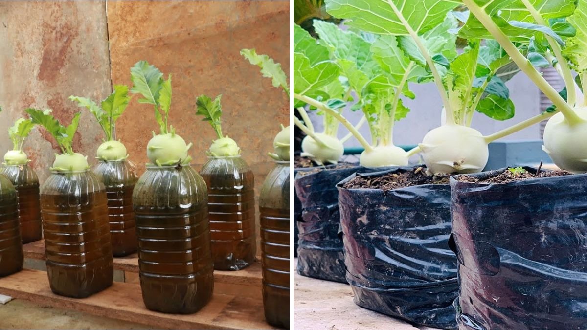 Growing Kohlrabi This Way Will Give Big Tubers and Quick Harvest