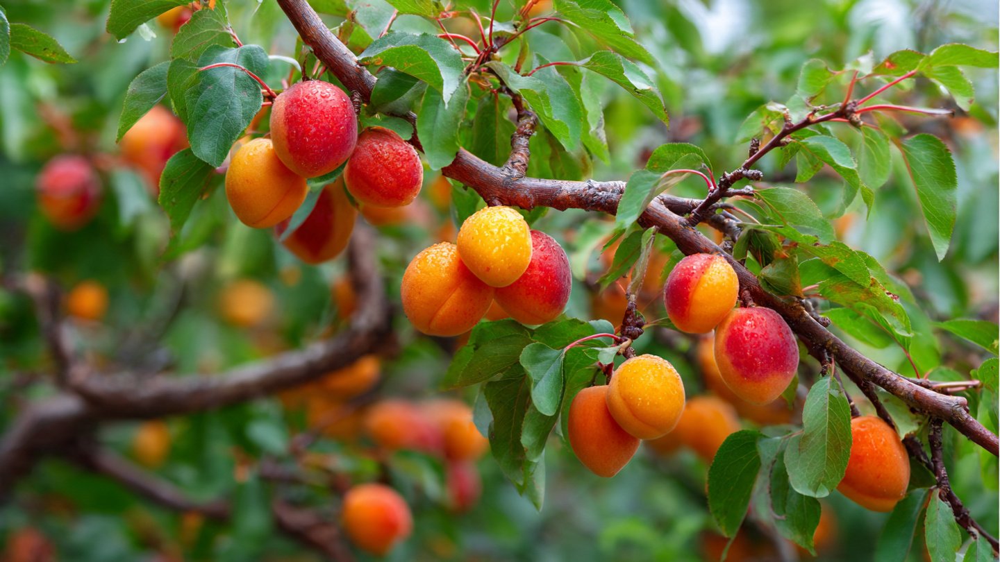A Comprehensive Guide to Successfully Pruning Apricot Trees Grown in Pots for Maximum Fruit Yield