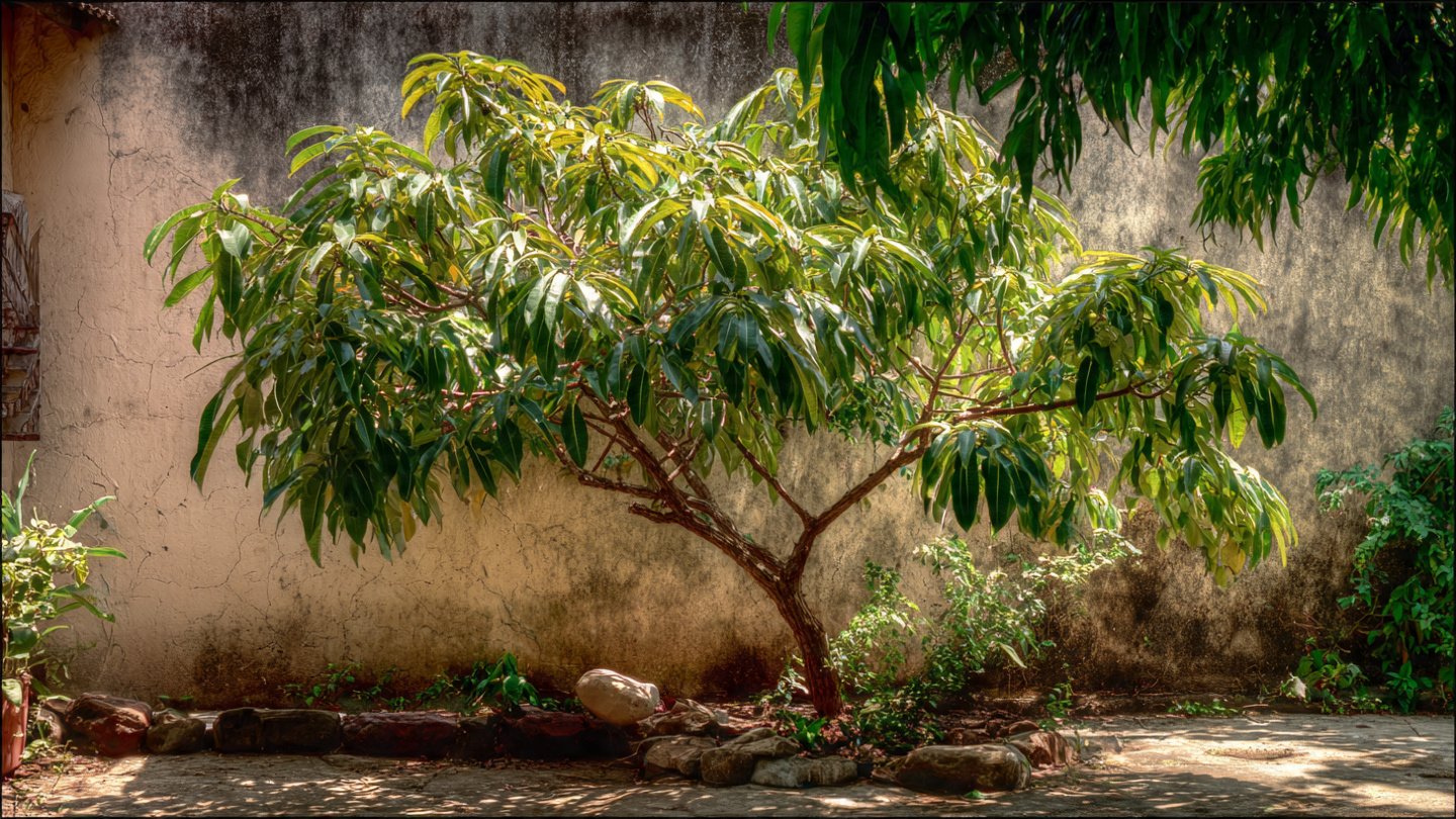 How to Effectively Grow and Care for a Small Sized Mango Tree in Your Backyard