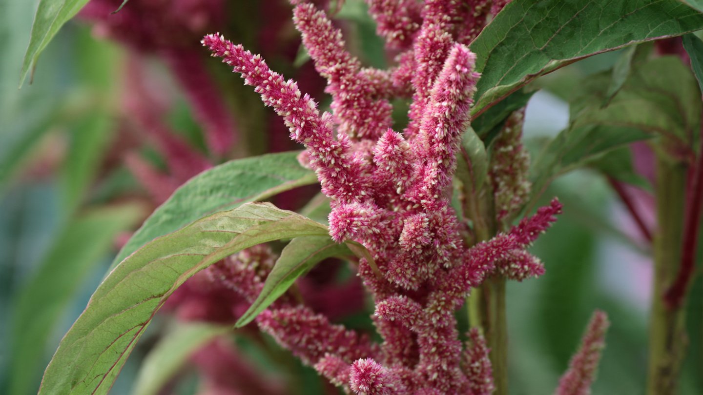 How to Optimize Your Amaranthus Leaf Harvesting Schedule for Maximum Yield