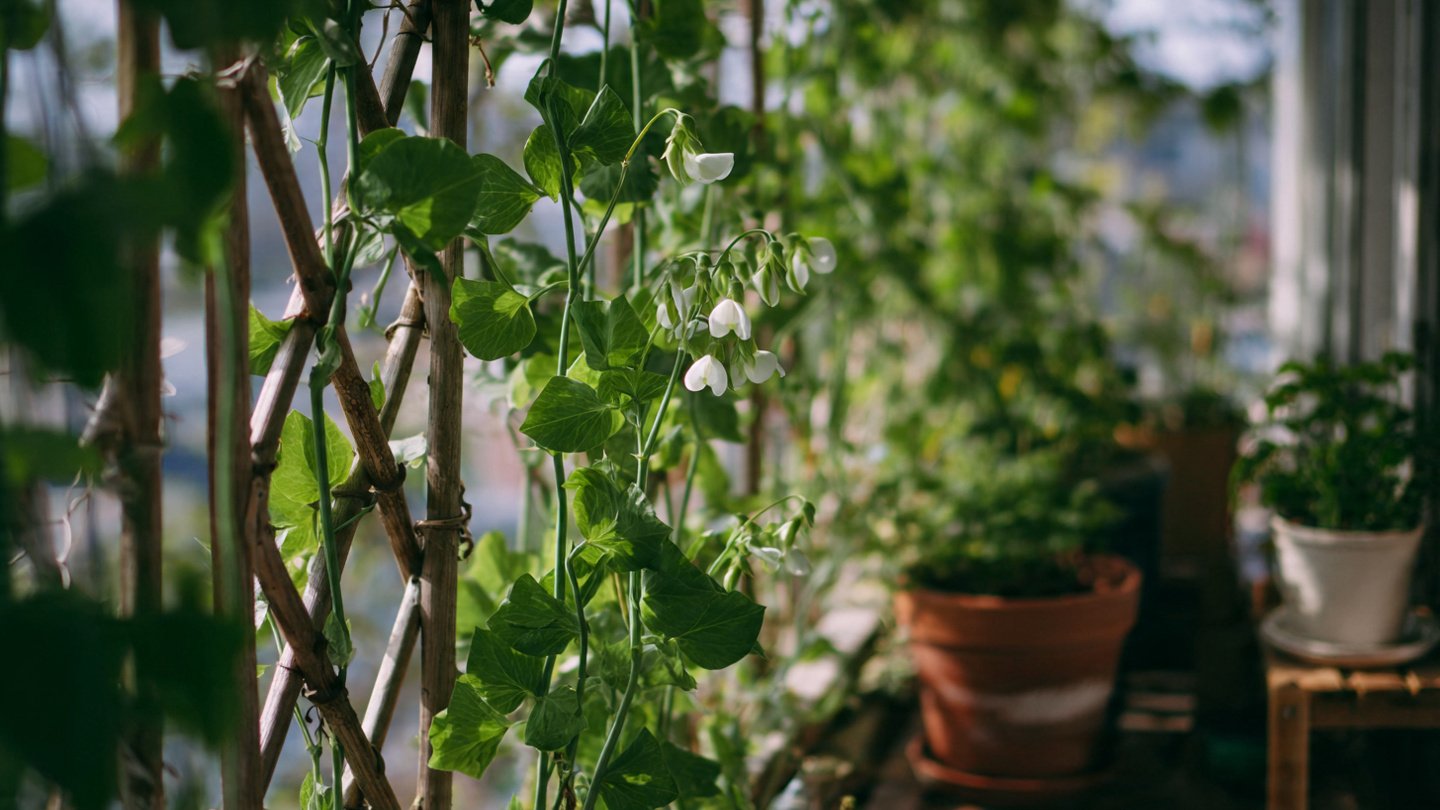 How to Grow Balcony Pea Plants Using the Vertical Trellis Method