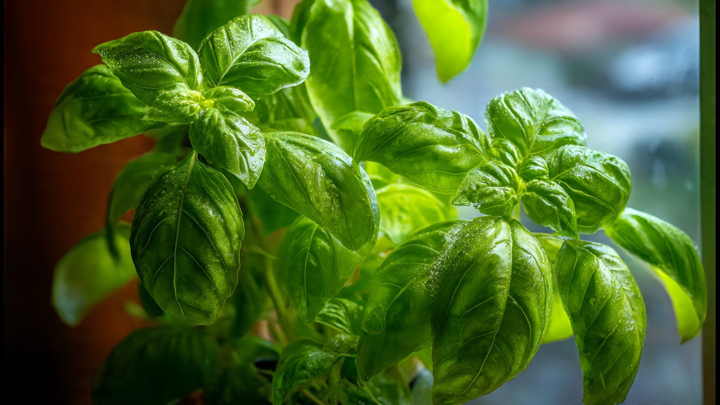 Can You Use This Easy Hack to Grow Basil Bushy and Luscious?