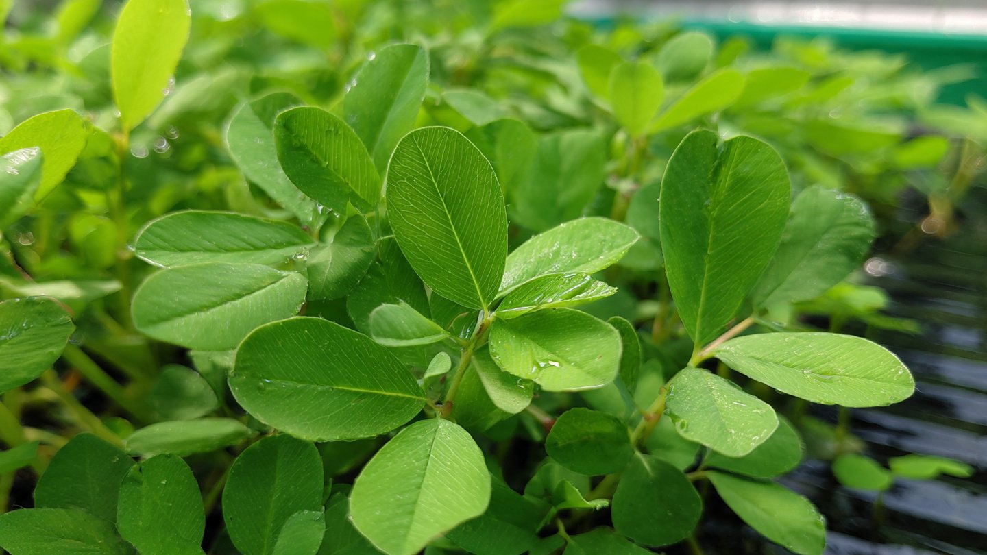 How to Boost Fast Fenugreek Leaf Growth Using the Best Method