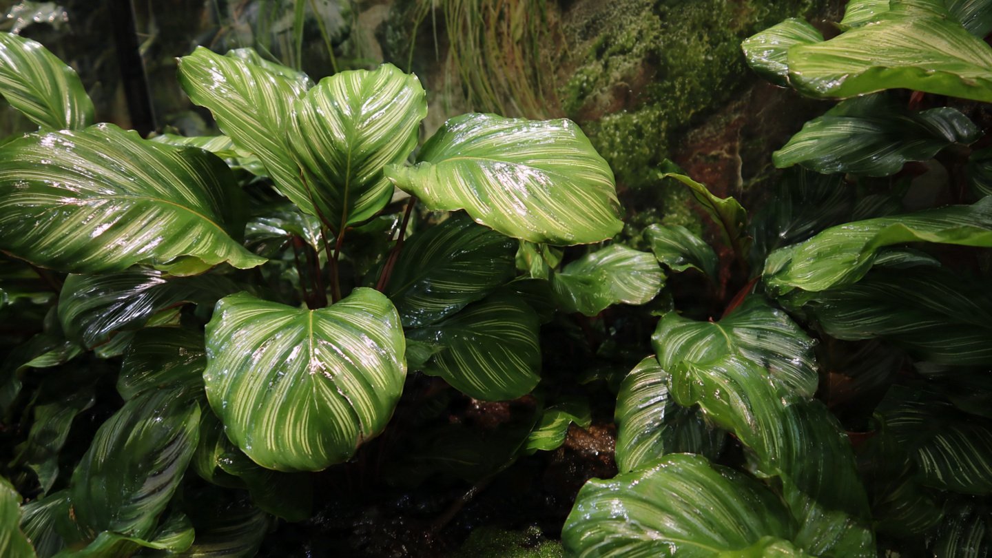 How to Effectively Grow Calathea in Humidity: The Best Method Explained