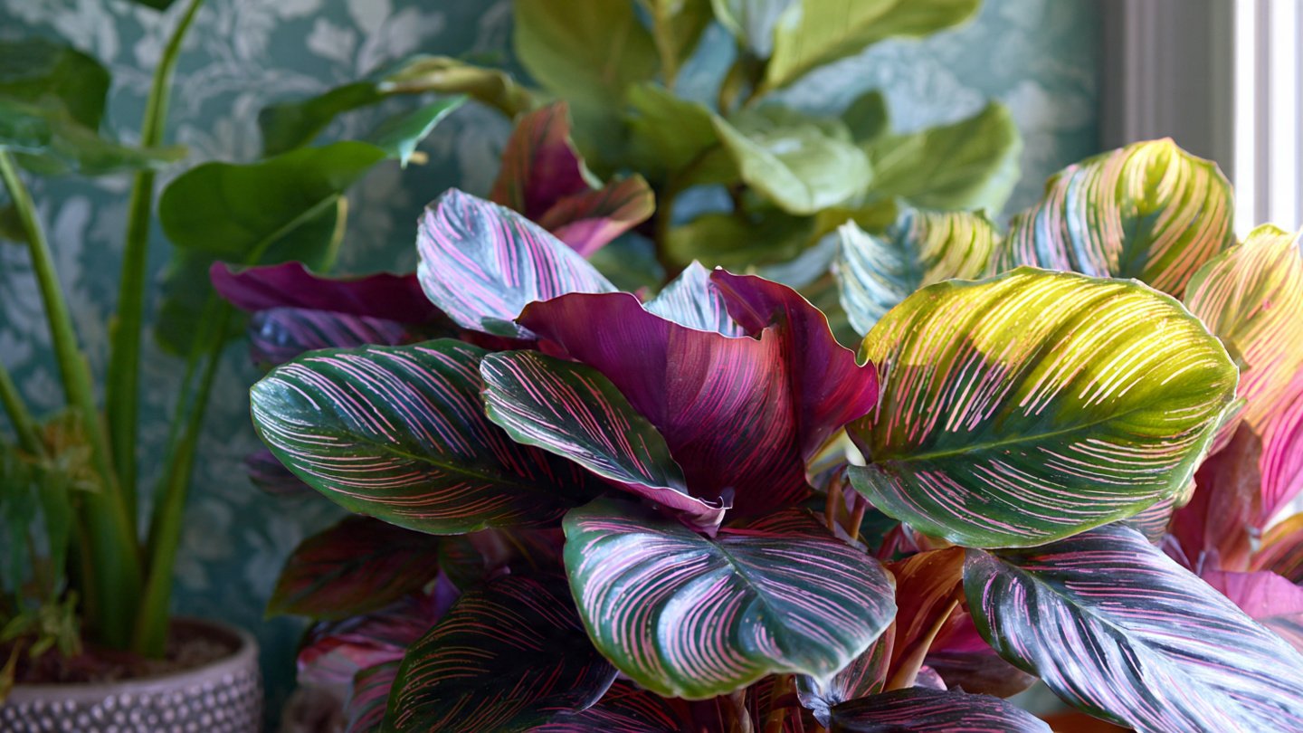 How to Easily Grow Calathea Without Curling: Simple Tips for Thriving Plants