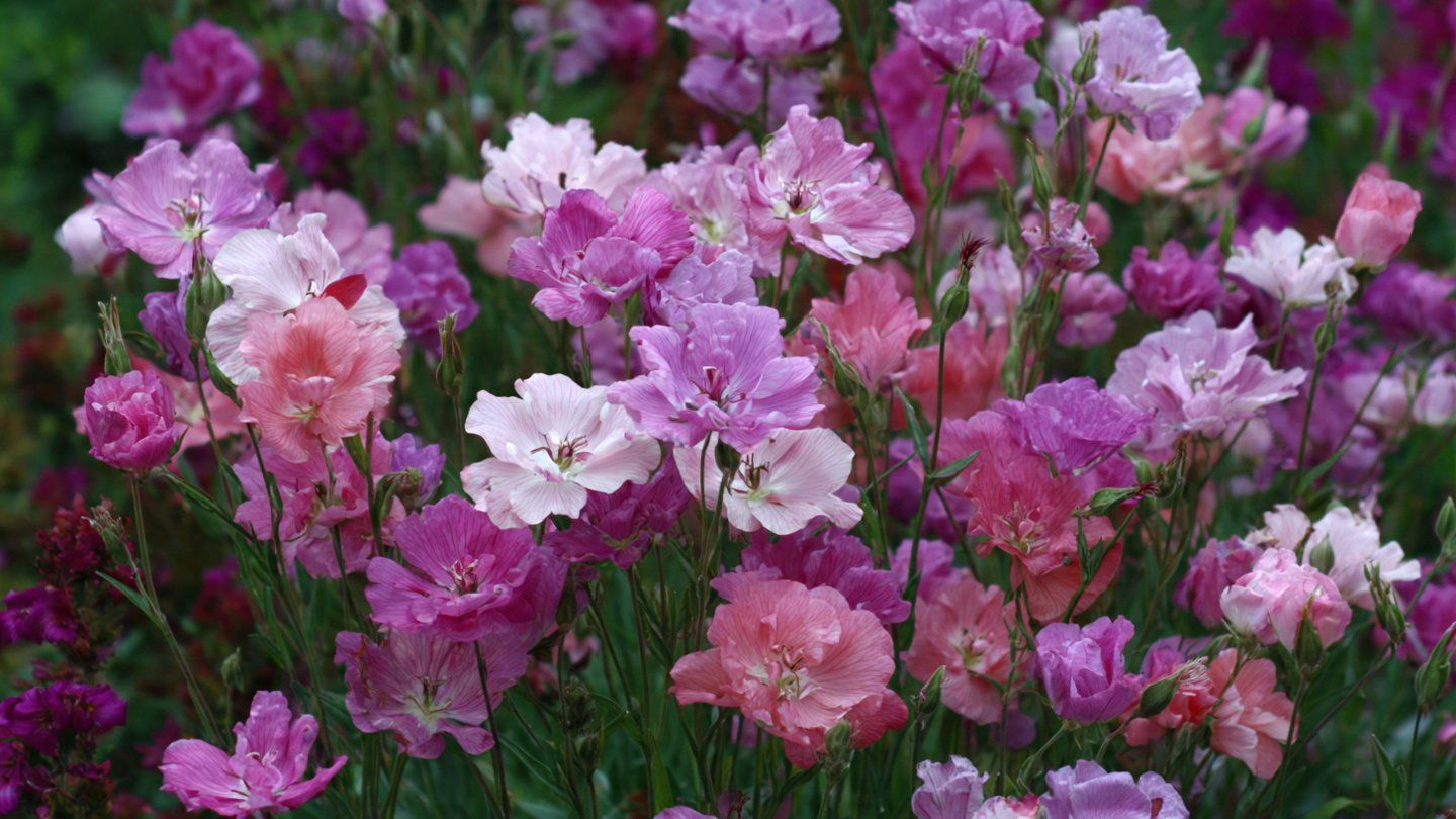How to Successfully Grow Clarkia Pastel Shades for a Vibrant Garden