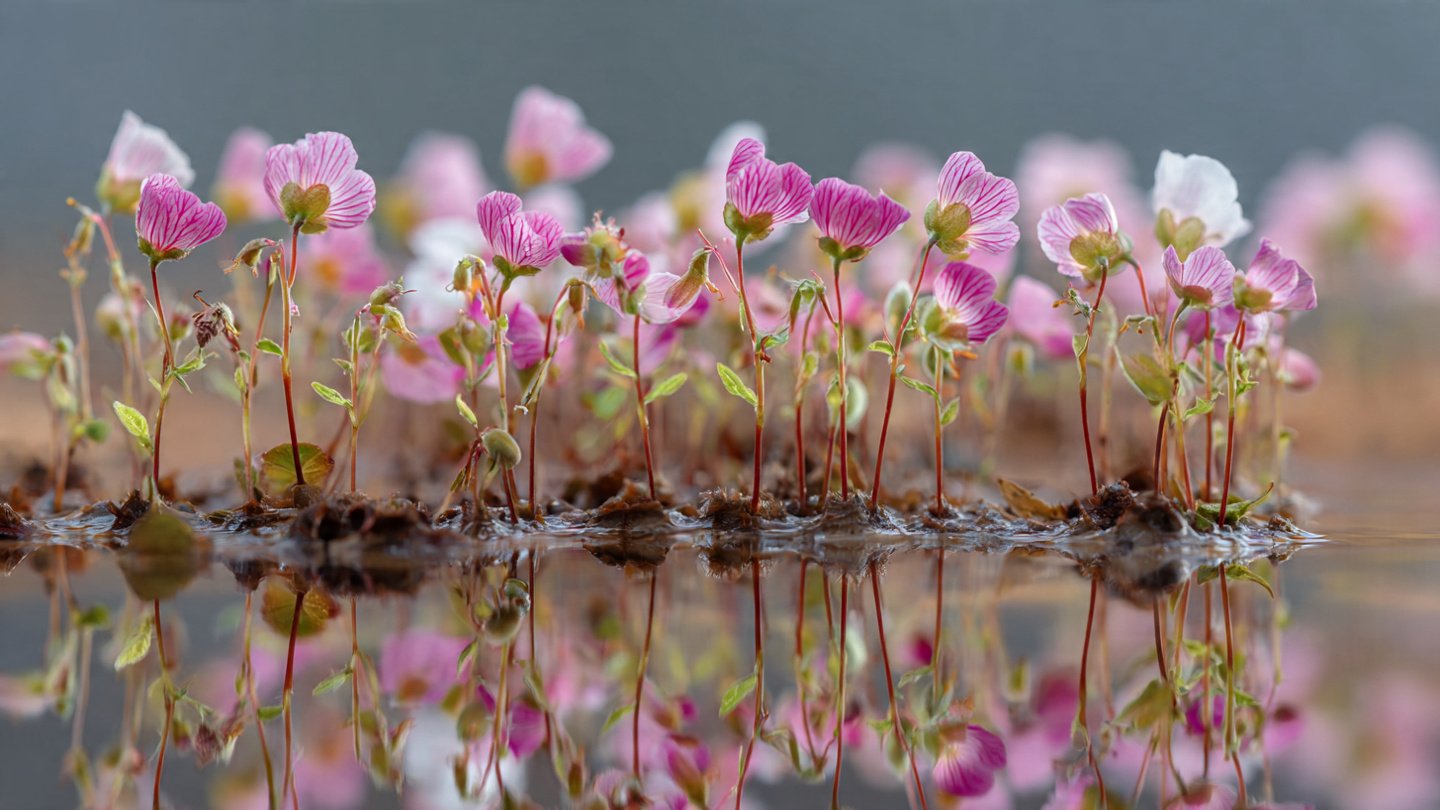 How to Easily Grow Clarkia from Seed: A Simple Guide for Beginners