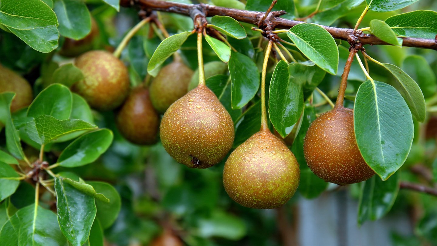 Comprehensive Guide to Pruning Pear Trees in Pots for Optimal Growth and Fruit Production