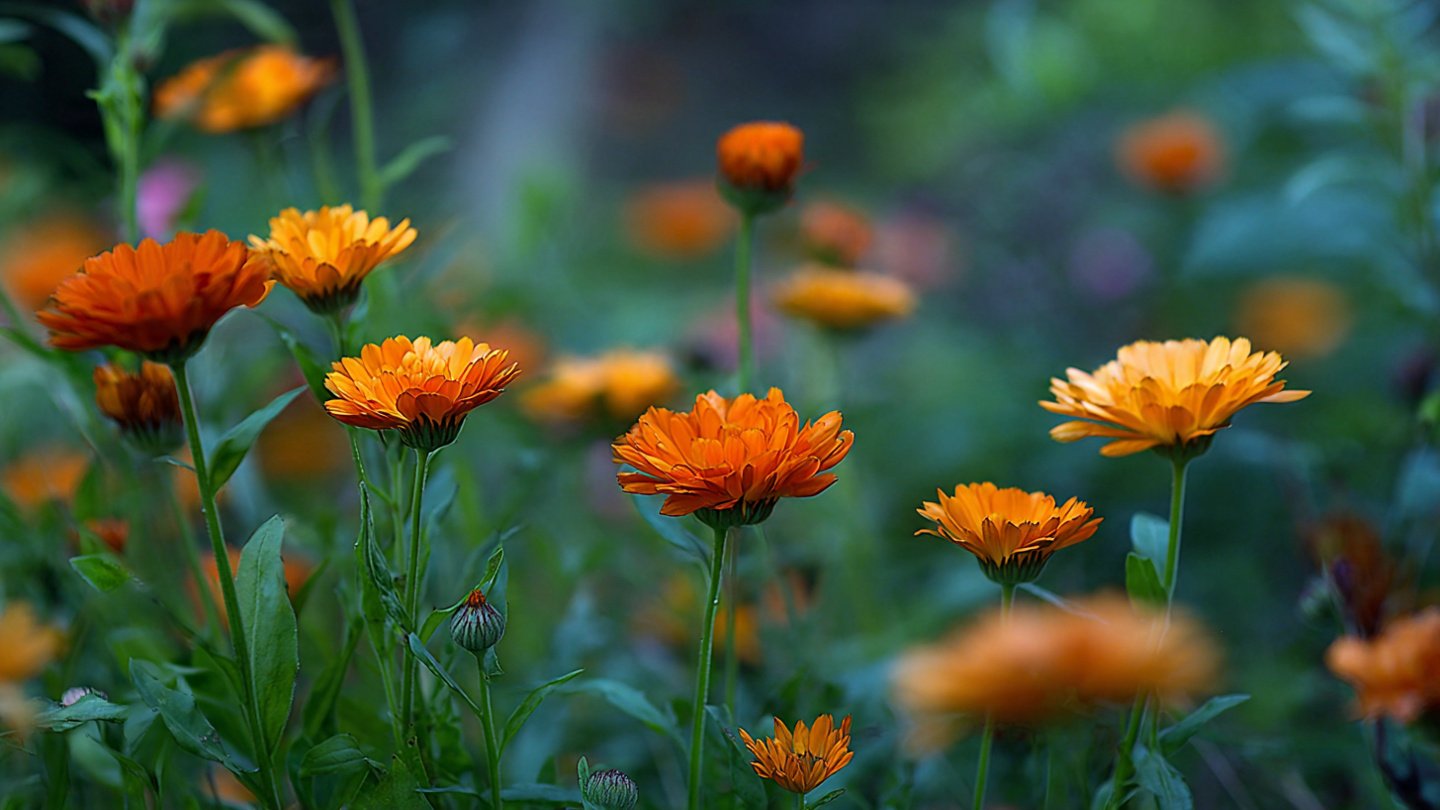 Easy Guide to Cultivating Vibrant Calendula Blooms in Your Garden