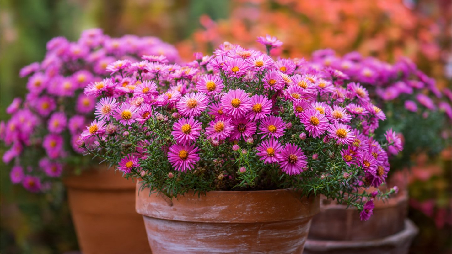 Easy Hack to Grow Aster in Pots for Stunning Container Gardens