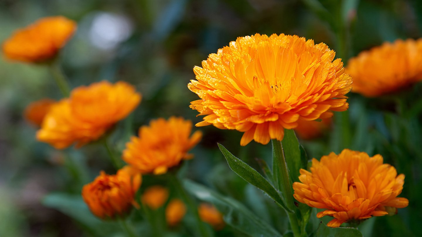 Effective Techniques for Growing Calendula from Seed in Your Garden