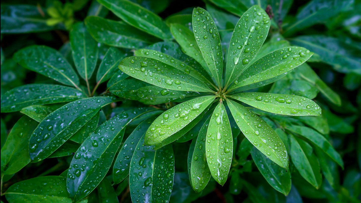 How to Grow an Umbrella Plant for Stunning Background Layering in Your Garden