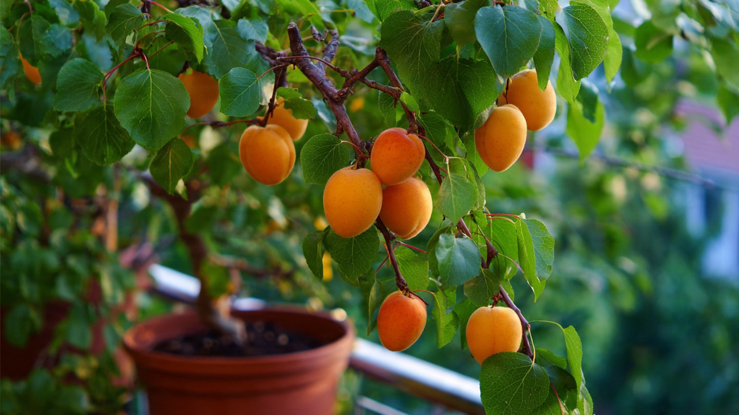 Discovering the Joys of Growing Apricots on Your Balcony for Delicious Homegrown Fruits