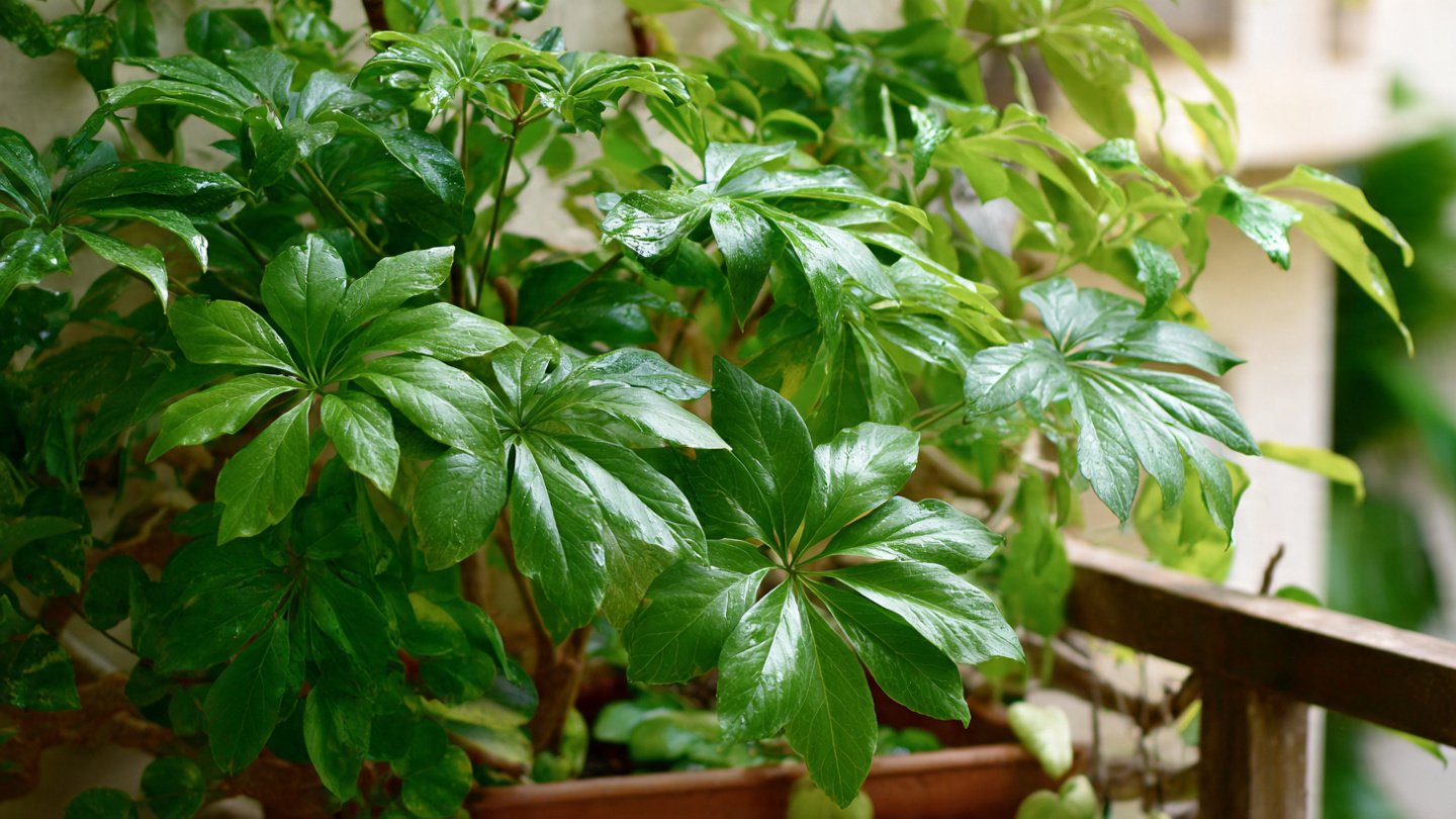 How to Easily Hack Your Way to Growing Tropical Aralia in Your Garden
