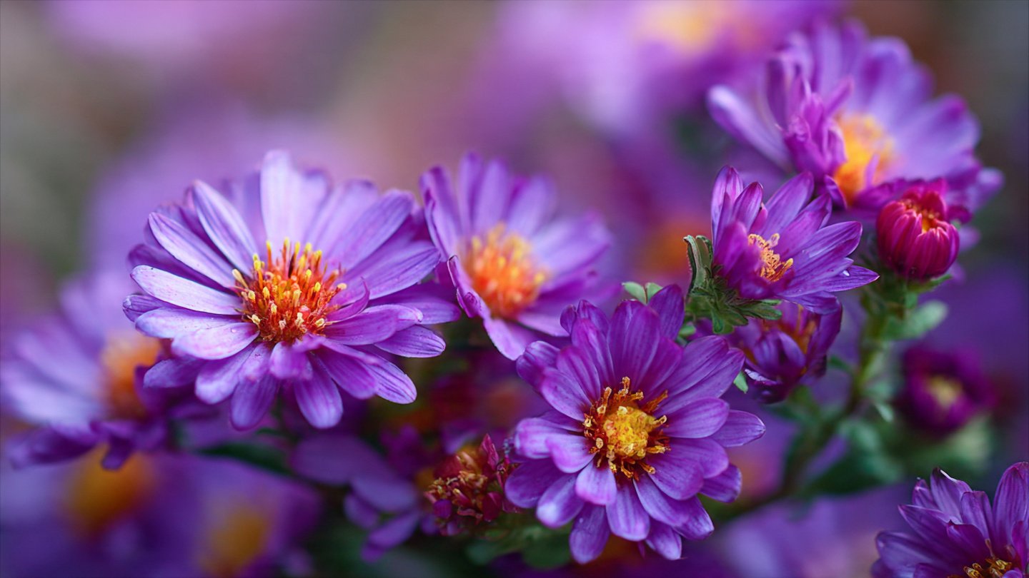 How to Cultivate Aster Plants for Long Beautiful Stems in Your Garden