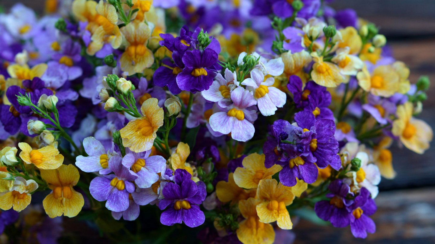 How to Grow a Vibrant Nemesia Color Mix in Your Garden