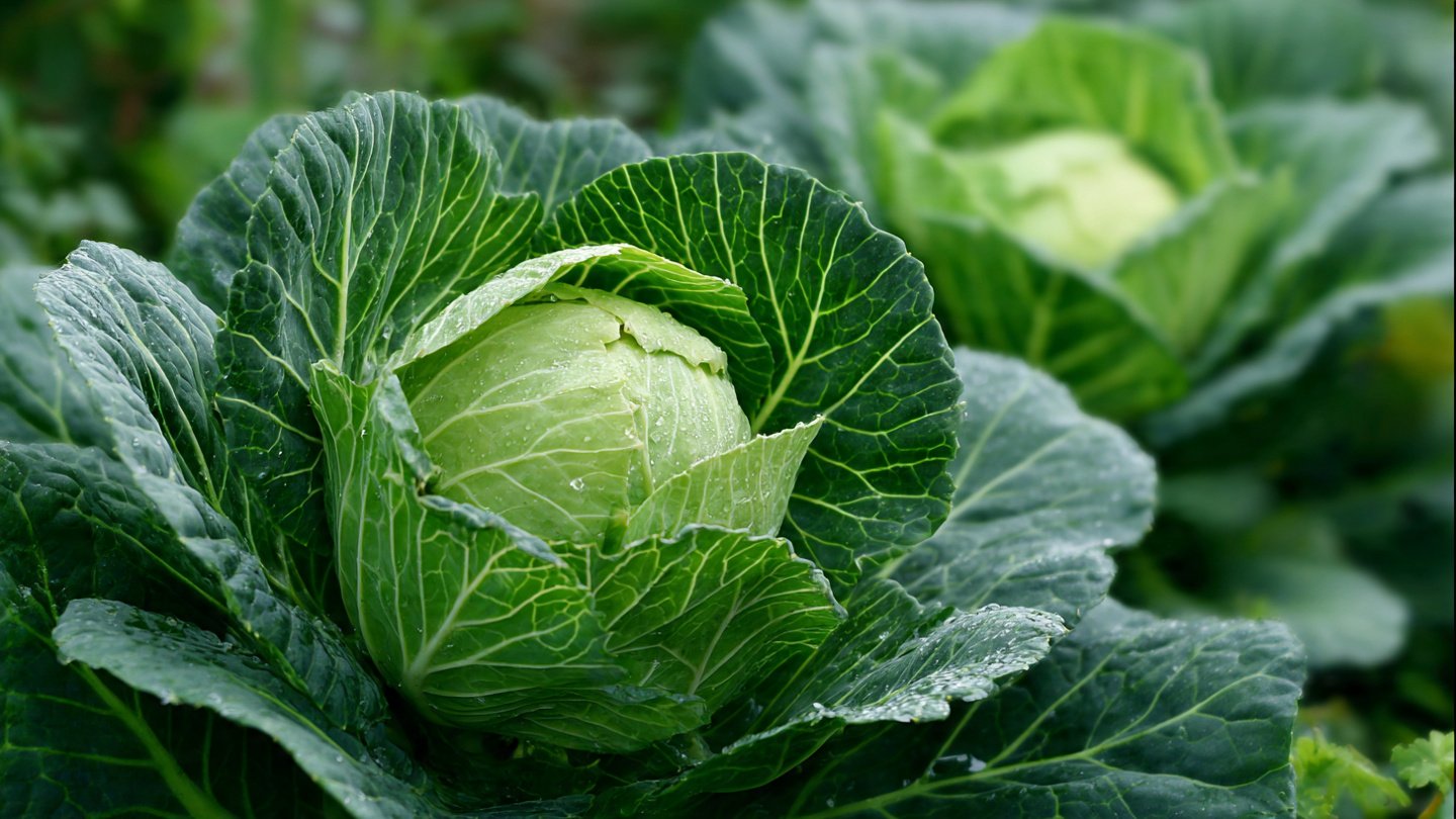 How to Grow Tight Cabbage Heads at Home: A Step-by-Step Guide for Gardeners