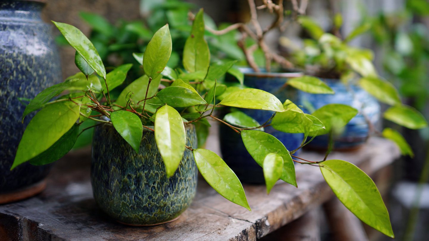Effective Strategies for Growing Hoya Plants from Cuttings in Your Home Garden