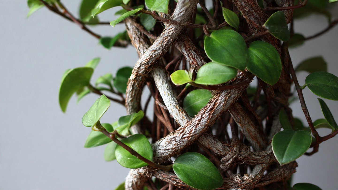 Effective Strategies for Cultivating Hoya Rope While Preventing Rot Issues