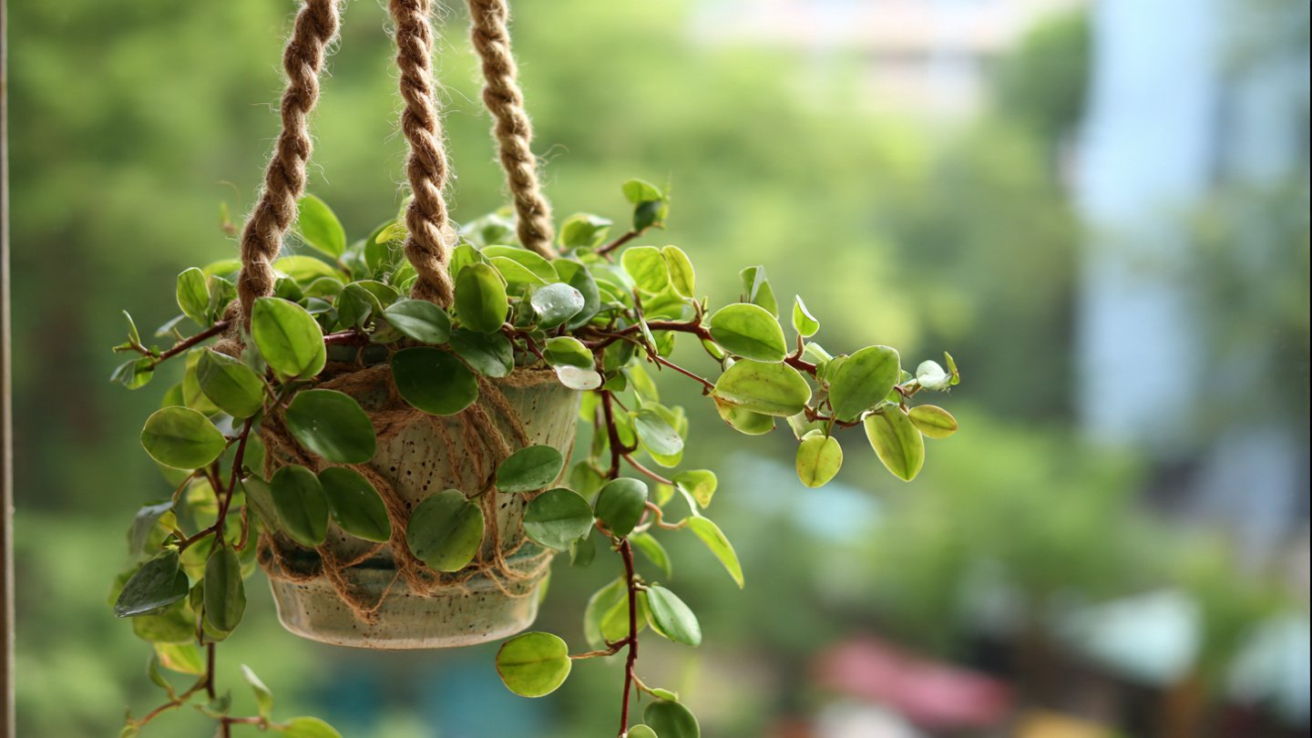 Effective Strategies for Cultivating Hoya Rope While Preventing Rot Issues