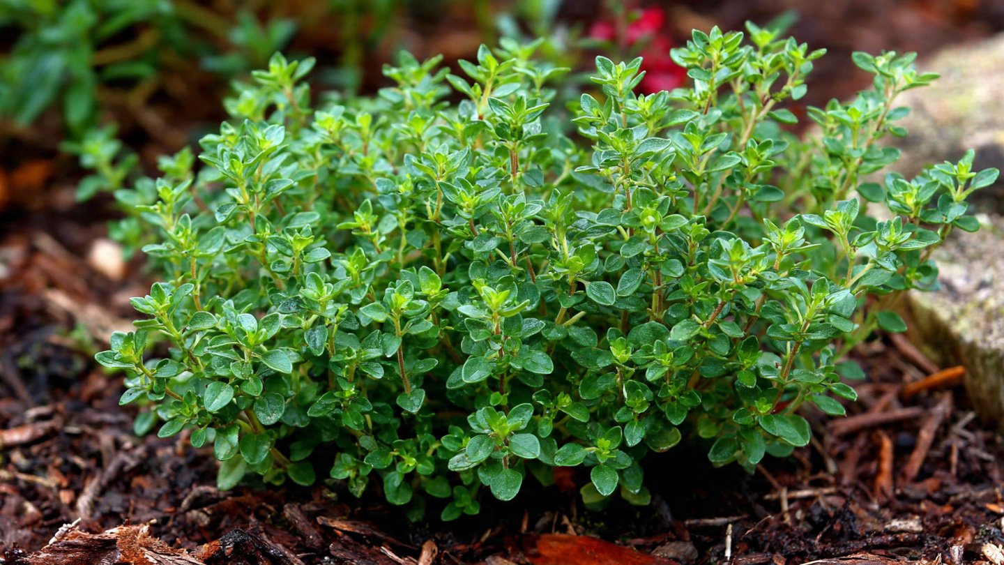 Can You Master the Best Method to Grow Lemon Thyme Like a Pro?