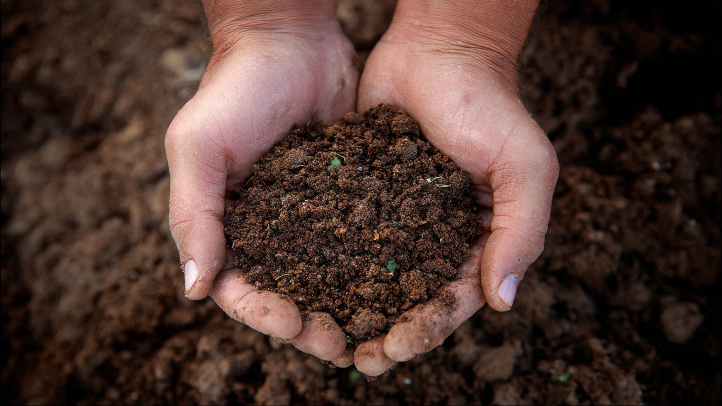 How to Create the Perfect Mango Soil Mix: A Comprehensive Guide