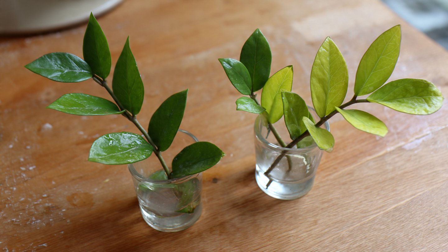 How to Propagate Your ZZ Plant: The Simple Way to Grow from Leaf Cuttings