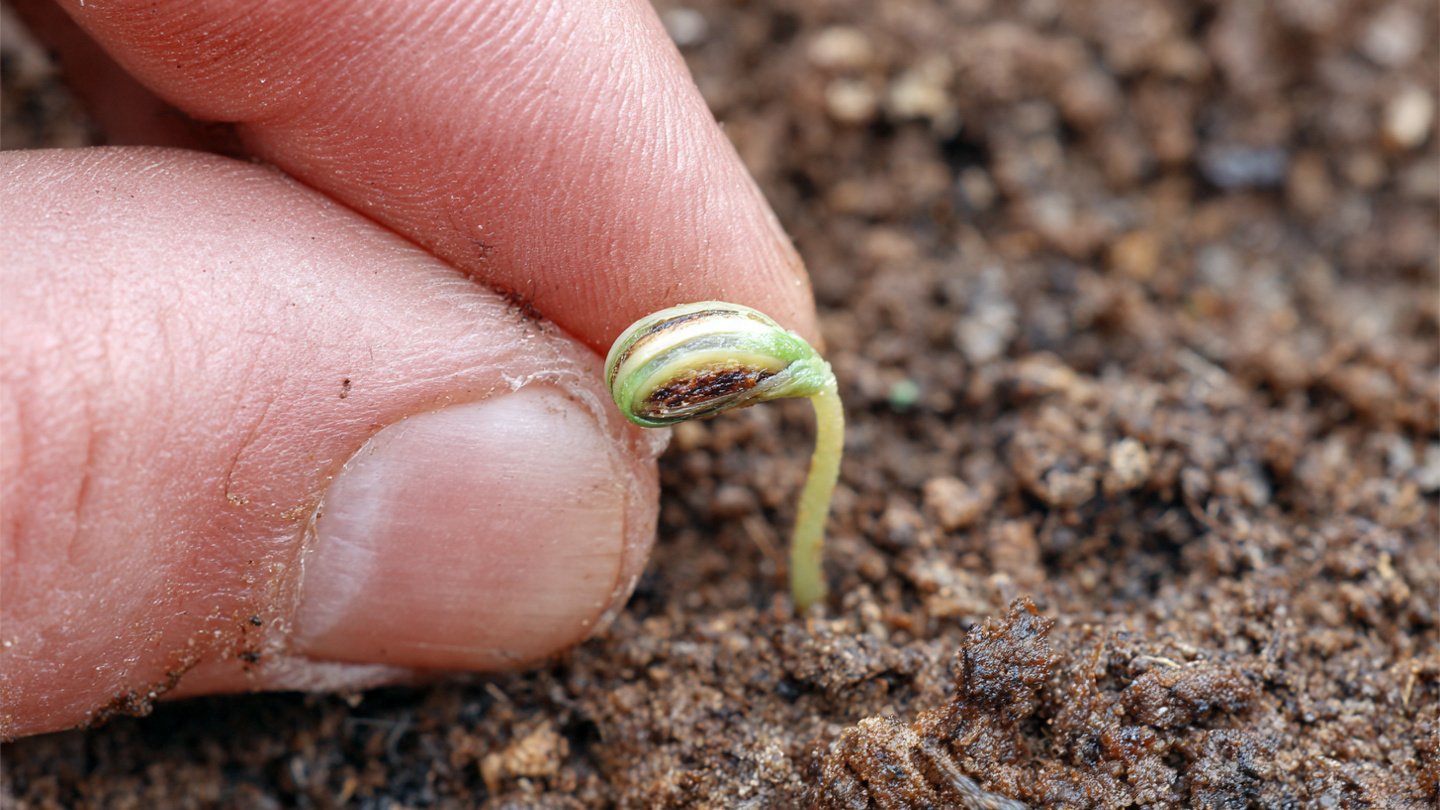 Discover the Ultimate Secrets to Rapid Aparajita Seed Germination Techniques for Gardeners